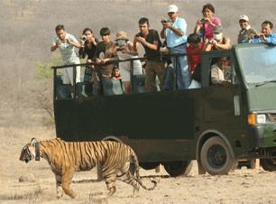 Corbett Fun Canter Safari